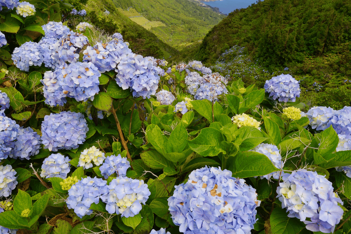 Hydrangea (Hydrangea macrophylla) .png